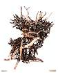 675_heliotrope2.jpg